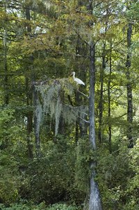 Spanish moss is commonly seen in swampland trees such as the Bald Cypress