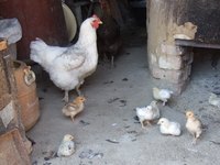 Putting lime in the chicken coop helps reduce the smell.