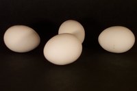 There are many problems that can affect chicken eggs.