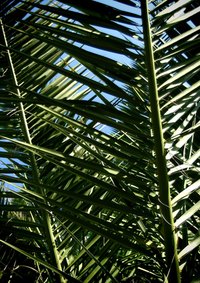 Pindo palms have long, feathered leaves.
