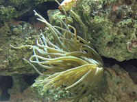 Marine biology summer experiences