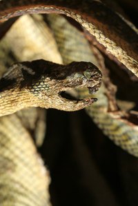 Poisonous snakes can pose significant risks around your home.