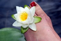 Water Lilies are the queens of the water garden or fish pond.