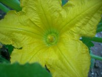 Squash flowers are an essential step in growing squash.