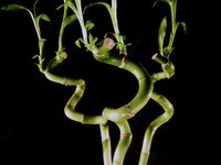 Lucky bamboo is not a true bamboo, and is propagated by different methods from bamboo.
