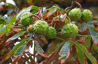 Unripened chestnuts growing on the tree.