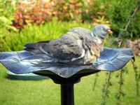Learn how to attract birds to a birdbath.