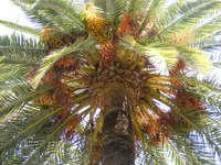 Yellowing of palm leaves may be a sign of disease.