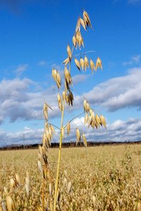 Oats are annual grasses.