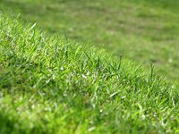 Fertilizers supply plants and lawns with necessary nutrients.
