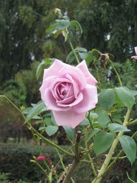 Lilac roses have special meanings.
