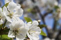 Overwatering of flowering cherries can cause leaves to fall.
