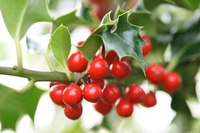 Holly appropriate for zone 7 produces berries on the female trees.