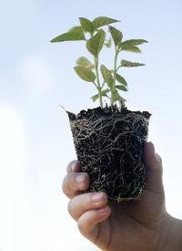 The roots of plant eliminate unwanted substances, such as color dye.