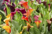Calla lilies grow from rhizomes, not true bulbs.
