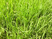 Deep-rooted Bermuda grass