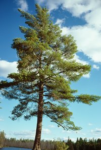 Cutting down a tree in sections may be necessary if it stands in a crowded area.