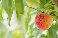 A ripe peach hanging from a branch.
