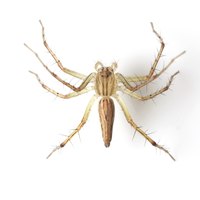 Brown recluse spider