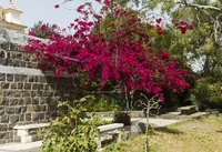 Maintaining bougainvillea in tree form requires that you give the plant adequate support.