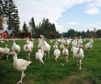Free range turkeys walking in a pasture on a farm.