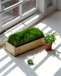 Sprouting grass nearby helps get rid of bugs.