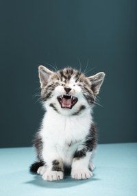 Those high-pitched squeals let you know that he is hungry.