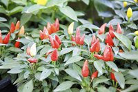 Pepper growing in garden