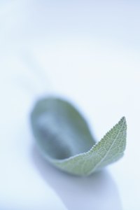 Sage leaves have delicate veins and grayish color.