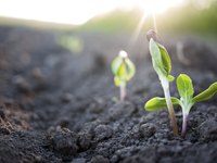 Young plants growing out of the soil