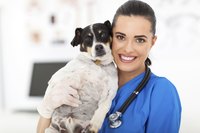 A dog is with a vet.