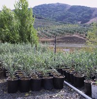 Baby olive trees may have centuries ahead of them.
