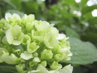 Different hydrangea species thrive in USDA zones 3 through 11.