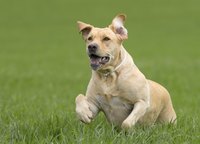 Brushing catches a lot of your yellow lab's shedding hair.