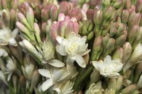 The double-flowered tuberose variety "The Pearl" has a more intense fragrance.