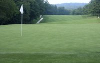 Bermuda grass can withstand heavy traffic.