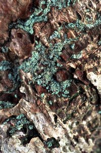 Lichen and moss create attractive displays on tree branches.