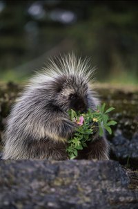Porcupines eat plants, and it is less appealing when they are yours.