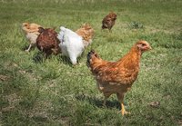Free-range birds can consume all sorts of intermediate tapeworm hosts.