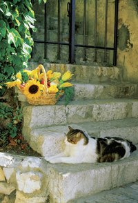 "I could graze all day on these flowers."