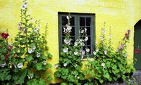 Hollyhocks, depending on variety, grow from 2 to 10 feet tall.