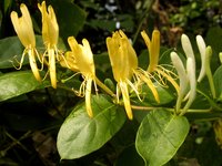 Blossoming honeysuckle vine