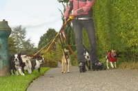 Dogs excrete excess biotin through their urine.