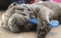 The Shar-Pei, and other breeds with excessive facial folds and wrinkles, sometimes need several surgeries.