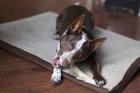 A dog chewing a bone on his bed.