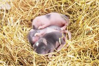 Feedings for baby mice must happen around the clock.