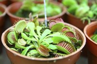 A close-up of potted Venus Fly Trap plants.