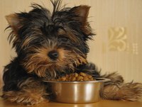 Feeding your dog large meals could encourage fast eating.