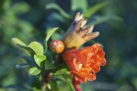 Pomegranate flowers give way to red or yellow-green fruit.
