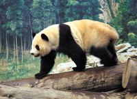 Make your own panda bear out of polymer clay.